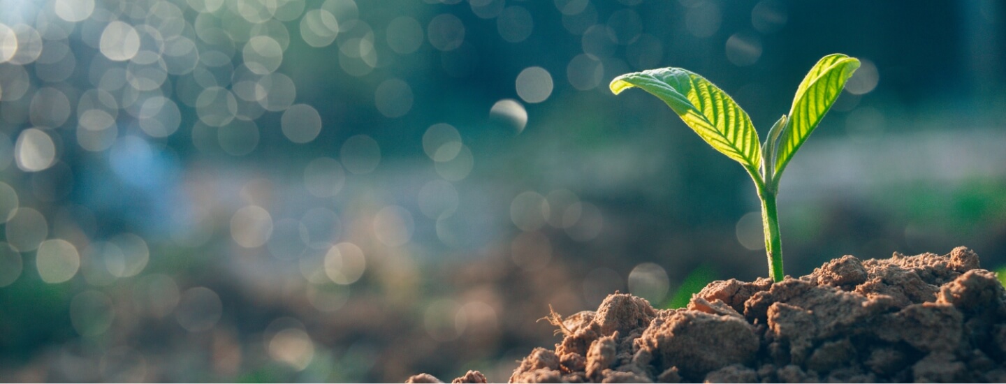 有機肥料が育てる、おいしい野菜