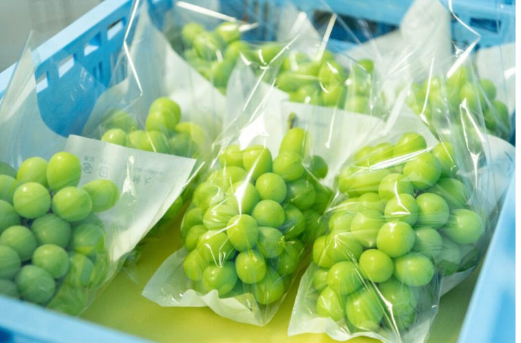 ぶどう就農を目指す、新たな地域おこし協力隊のご紹介