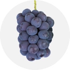 ブドウ