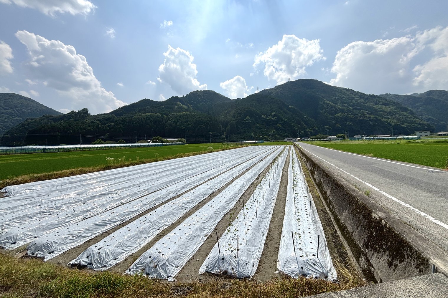 銀沫の栽培畑と山並み