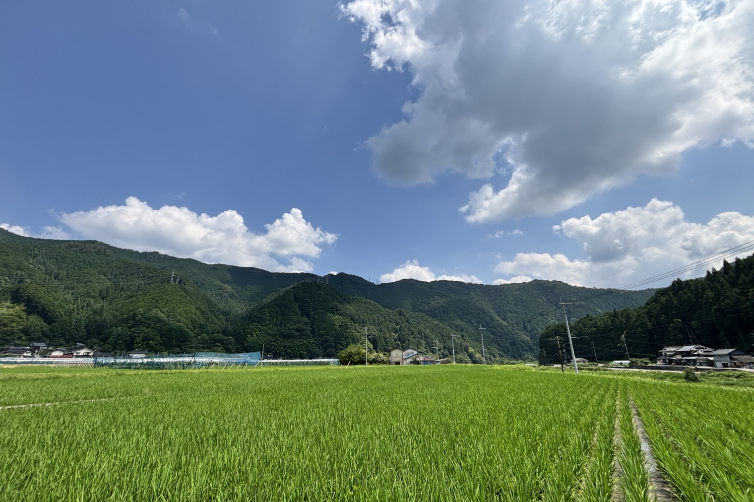 山久世地区の水田と山並み