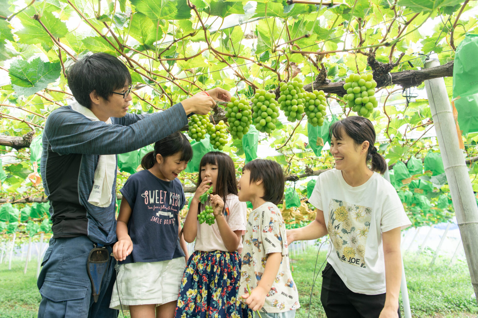 ブドウ栽培の様子