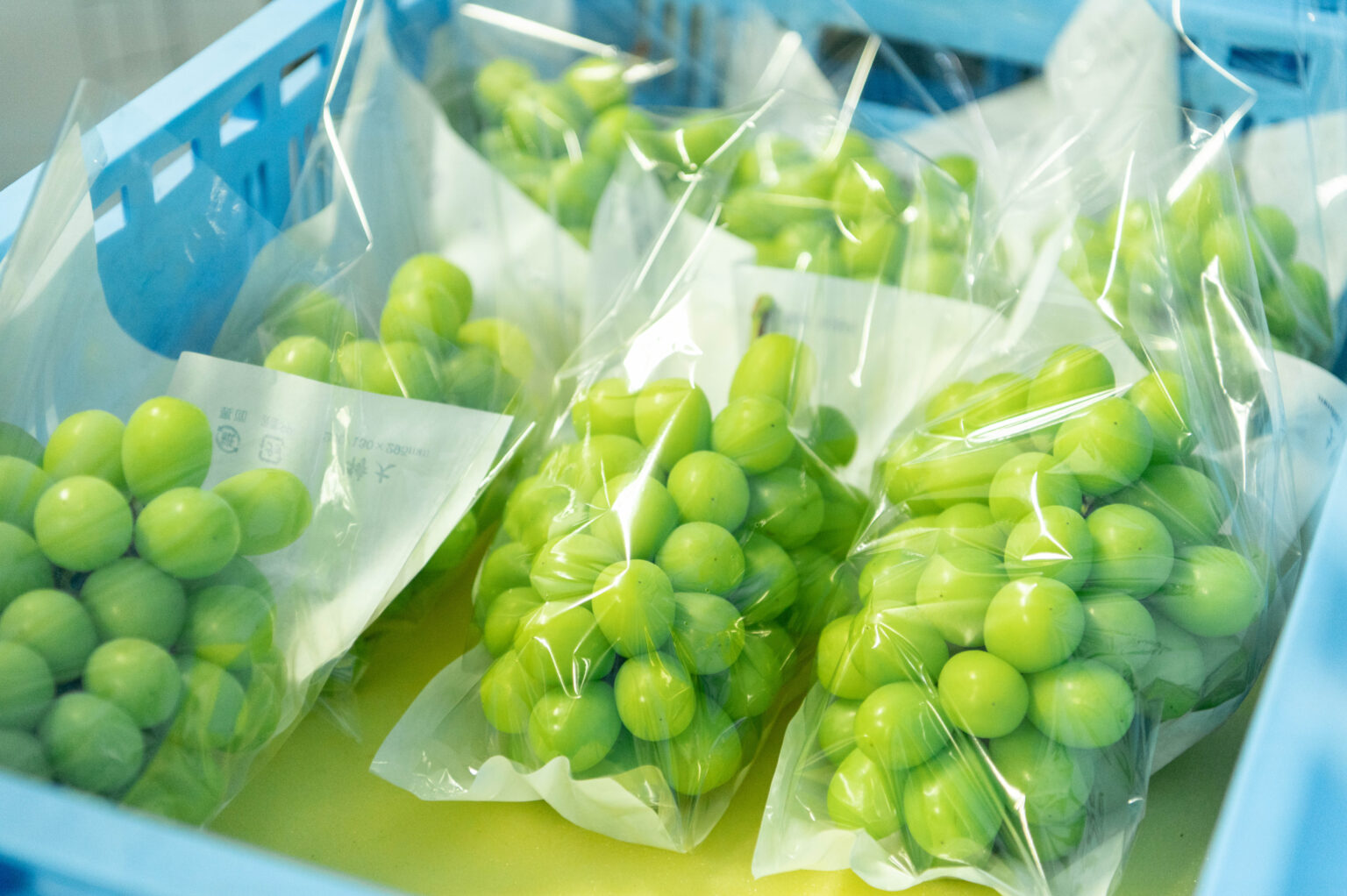 ブドウ栽培の様子