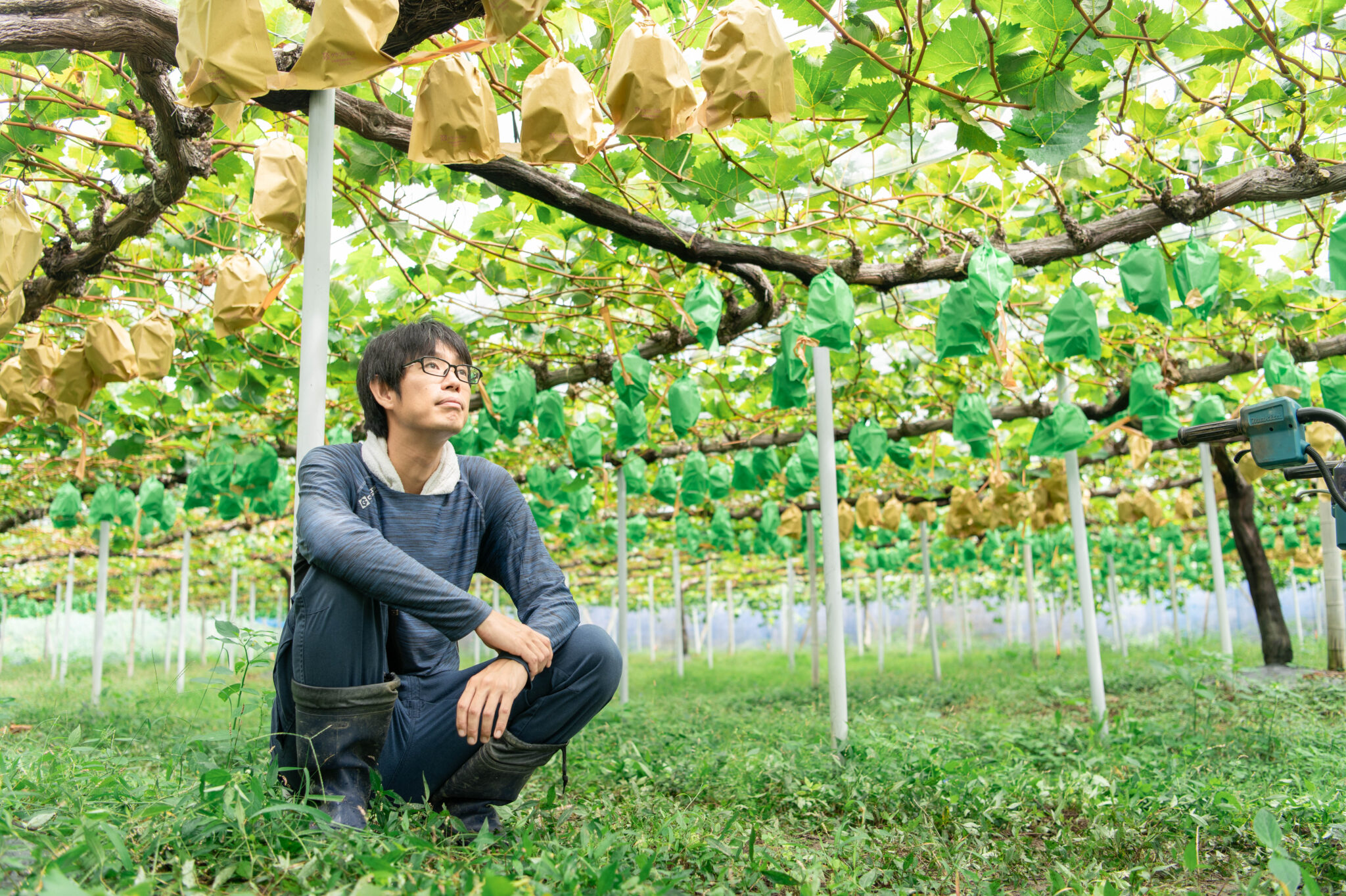 ブドウ栽培の様子