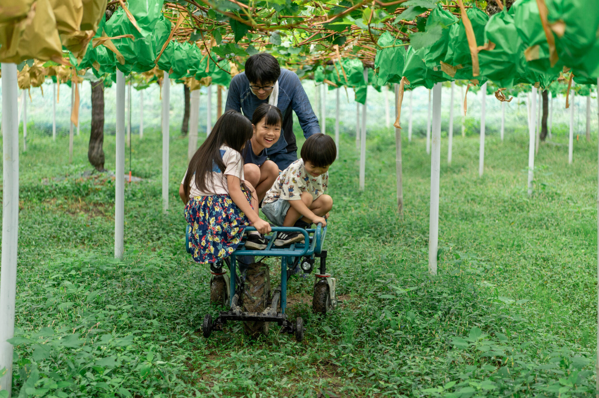 ブドウ栽培の様子