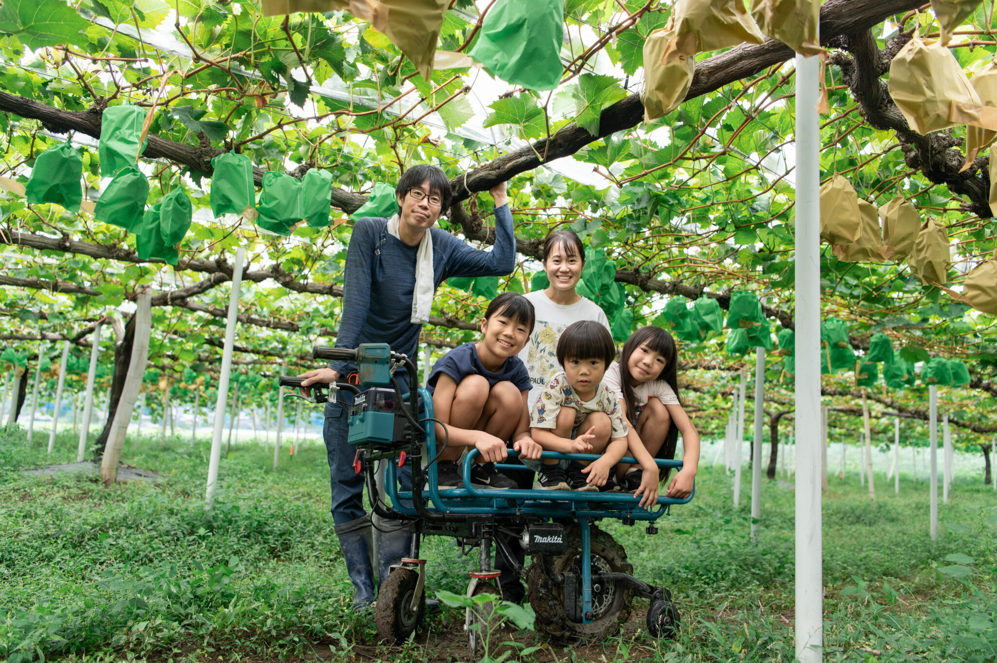 ブドウ栽培の様子