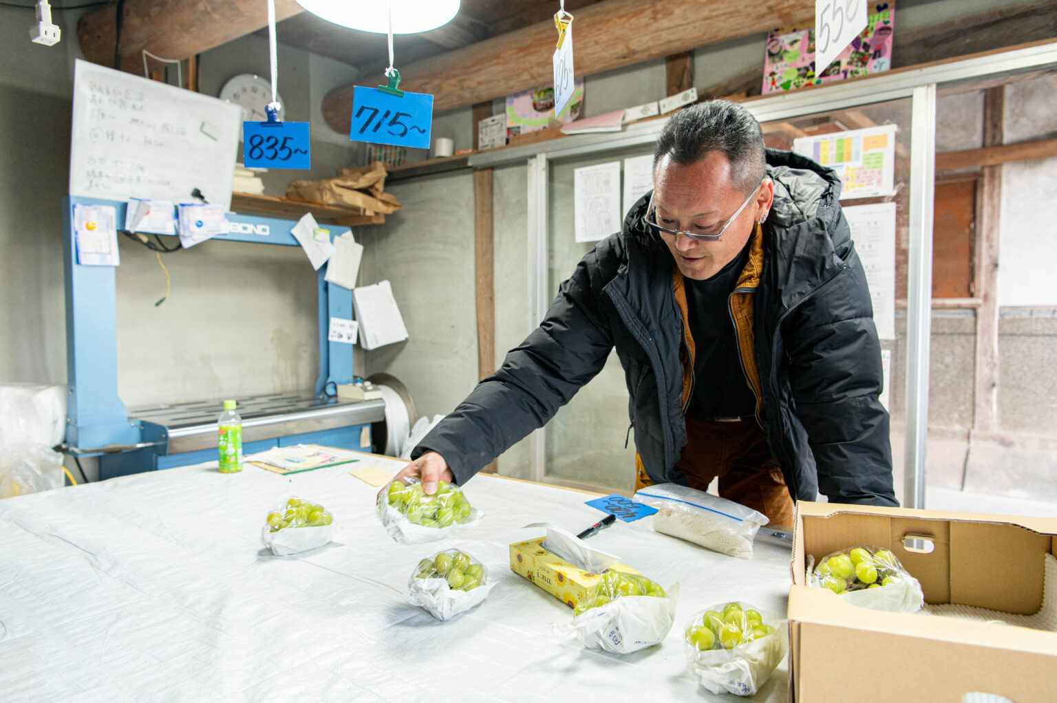 ブドウ栽培の様子