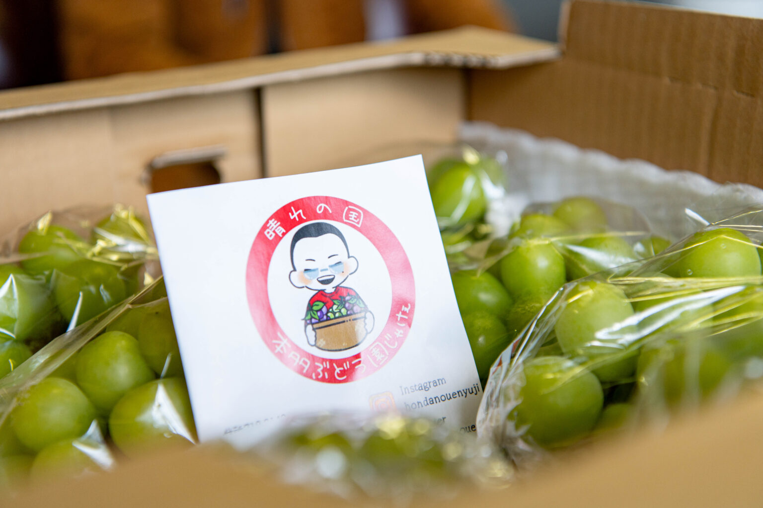 ブドウ栽培の様子