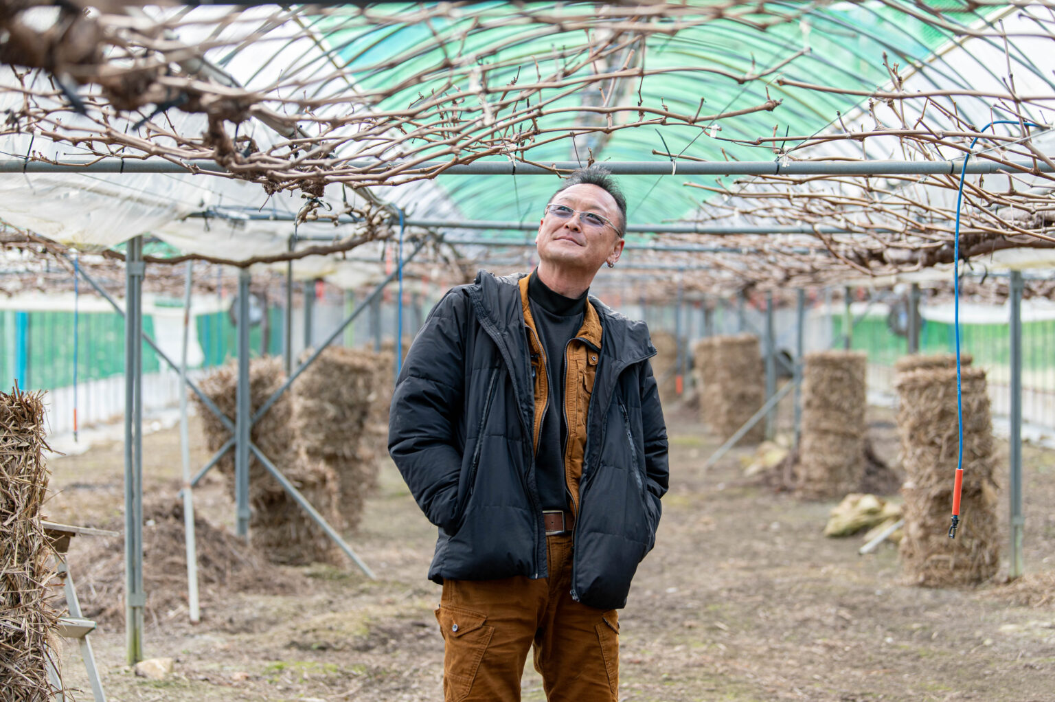 ブドウ栽培の様子