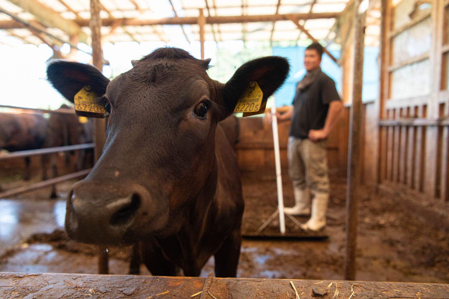和牛繁殖の様子