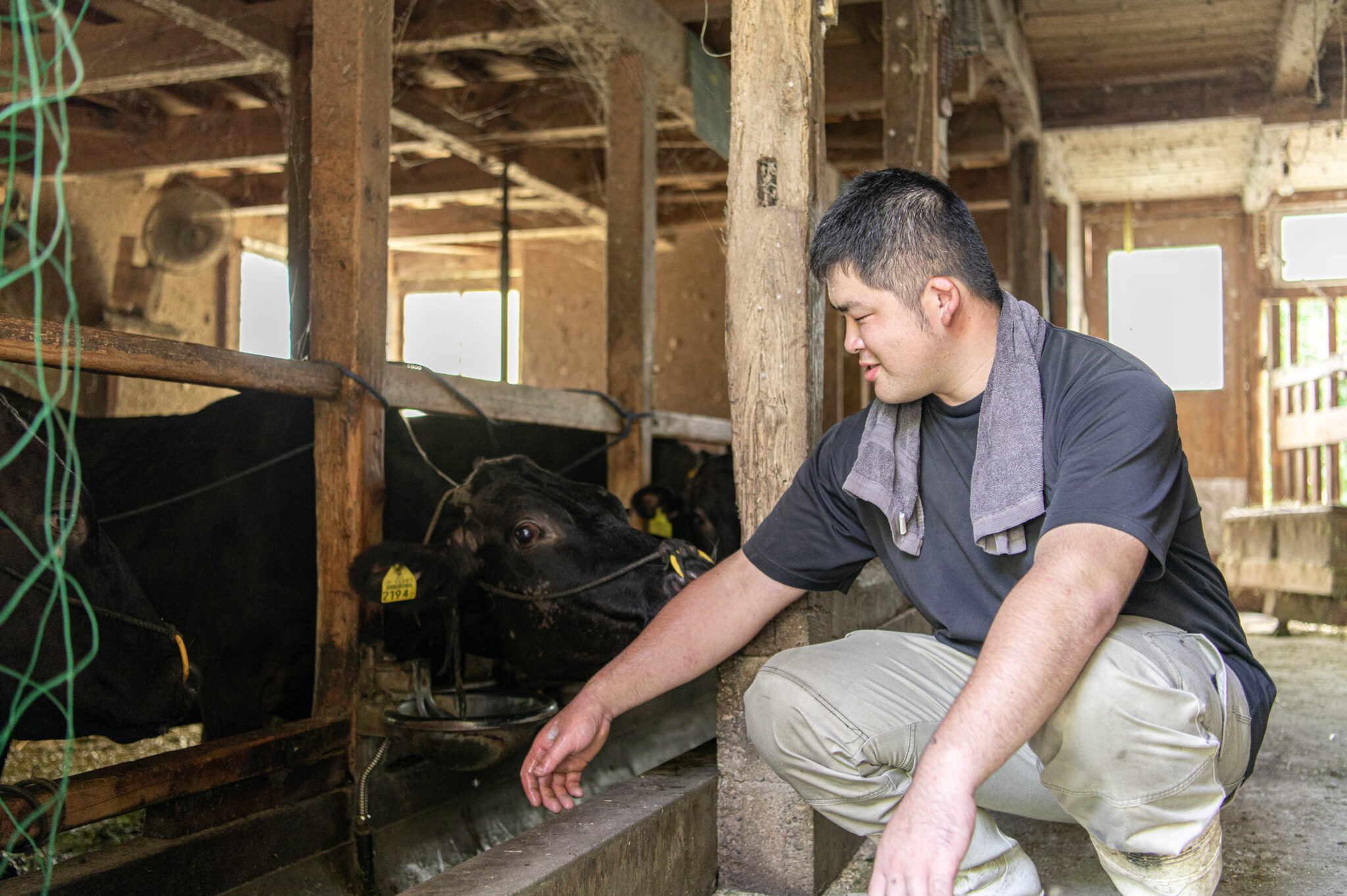 和牛繁殖の様子