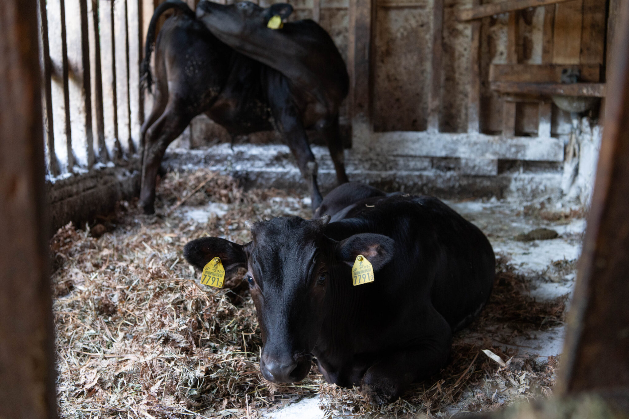 和牛繁殖の様子