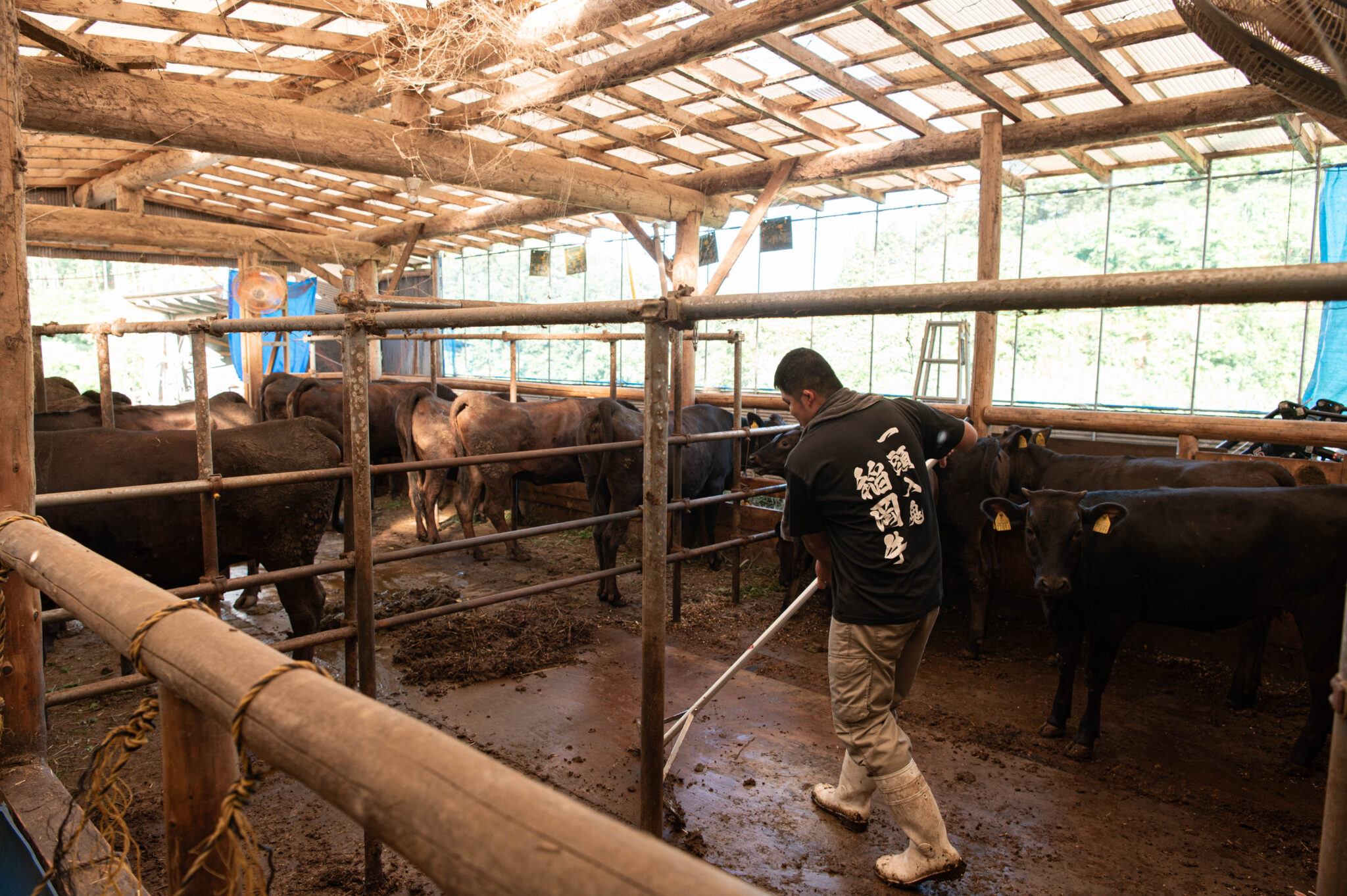 和牛繁殖の様子