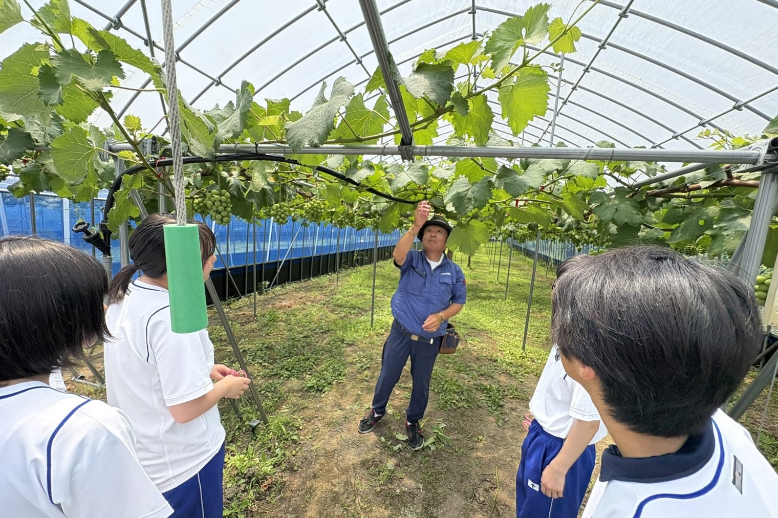 蒜山のブドウ・農業の様子
