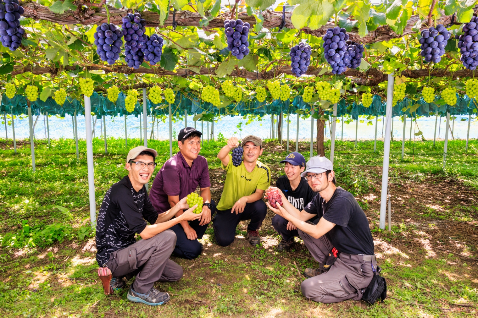 【まにわ農家手帖】ぶどう農家｜澤木さんの紹介