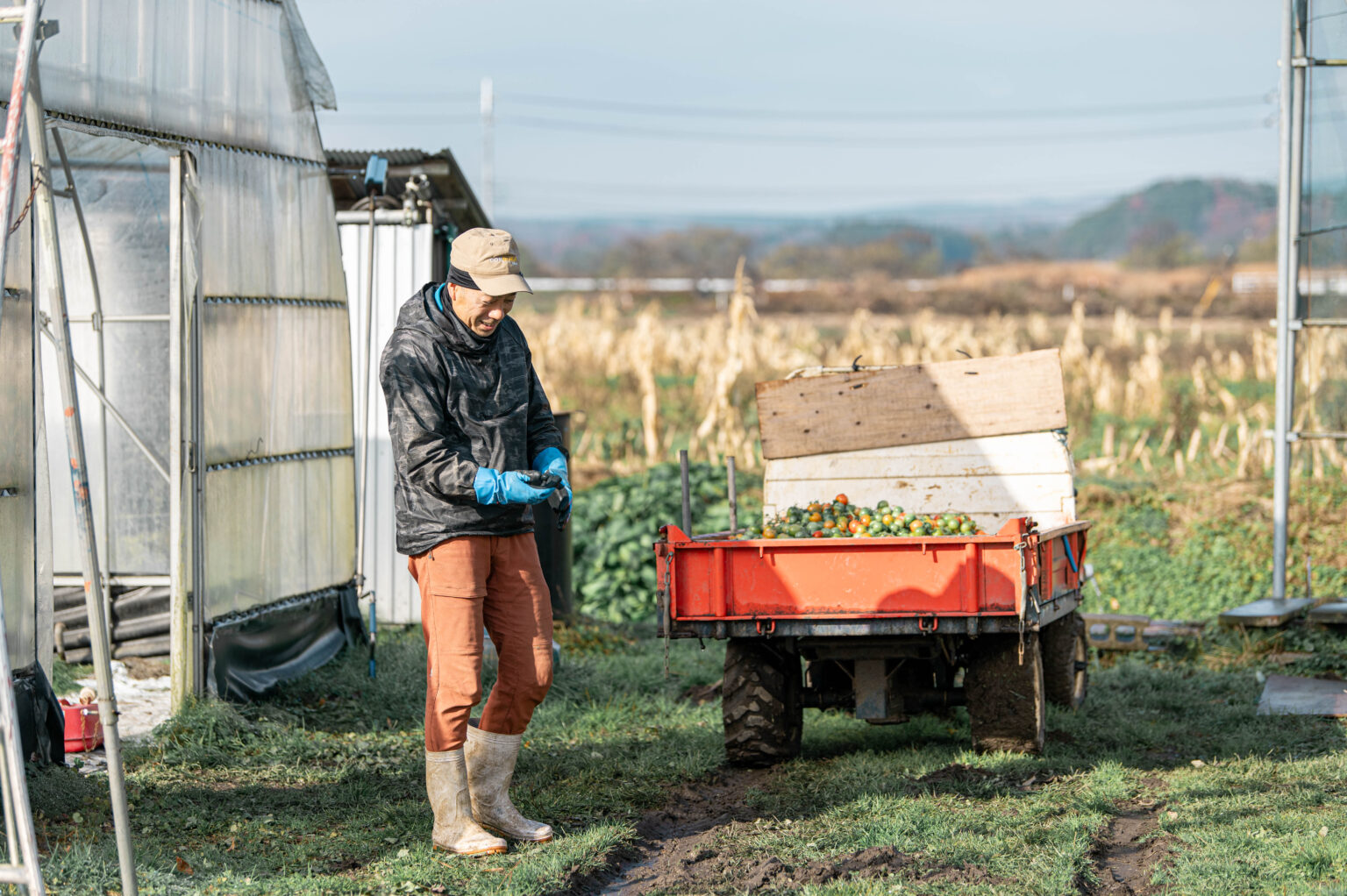 トマト栽培の様子