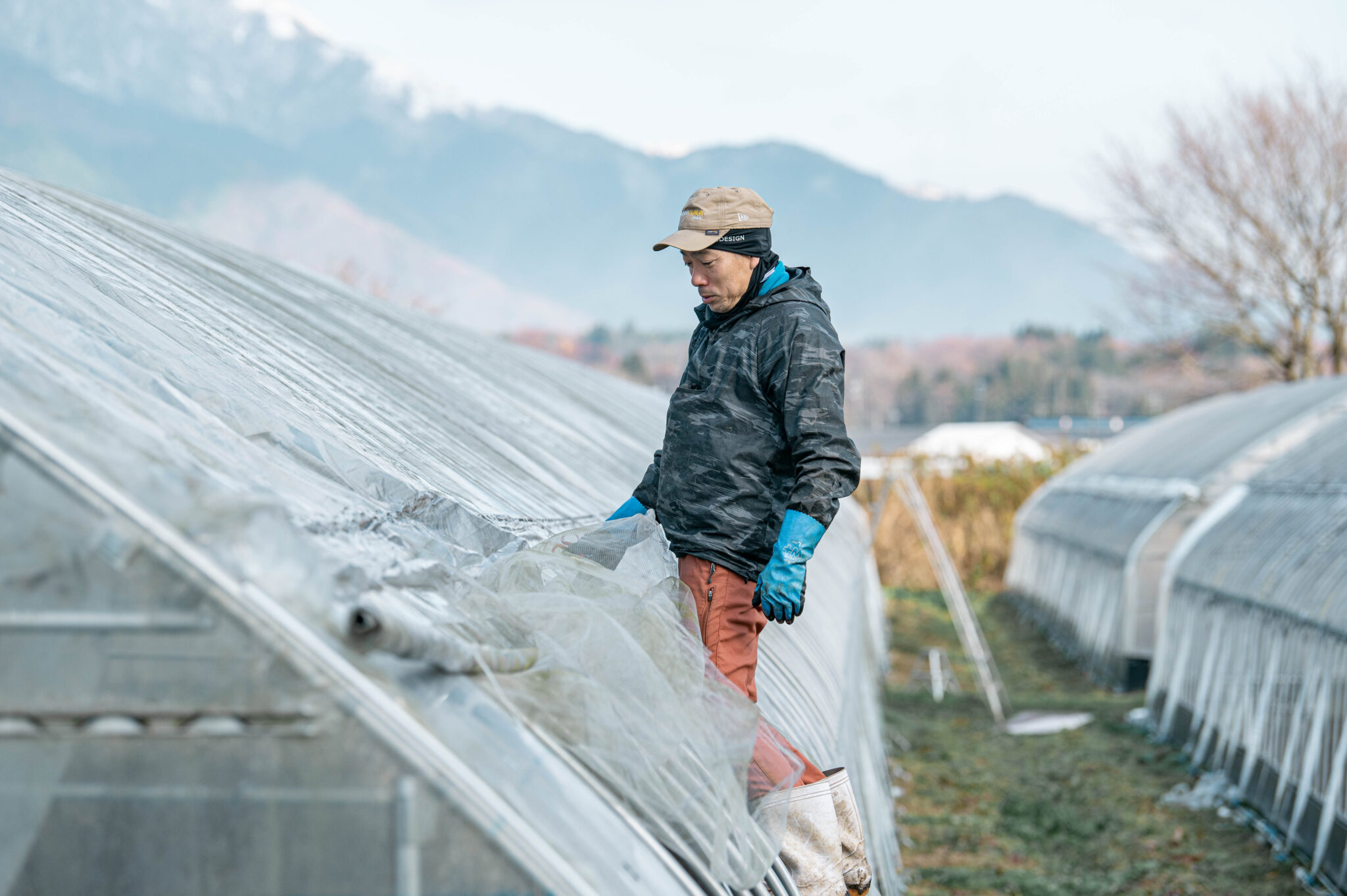 トマト栽培の様子