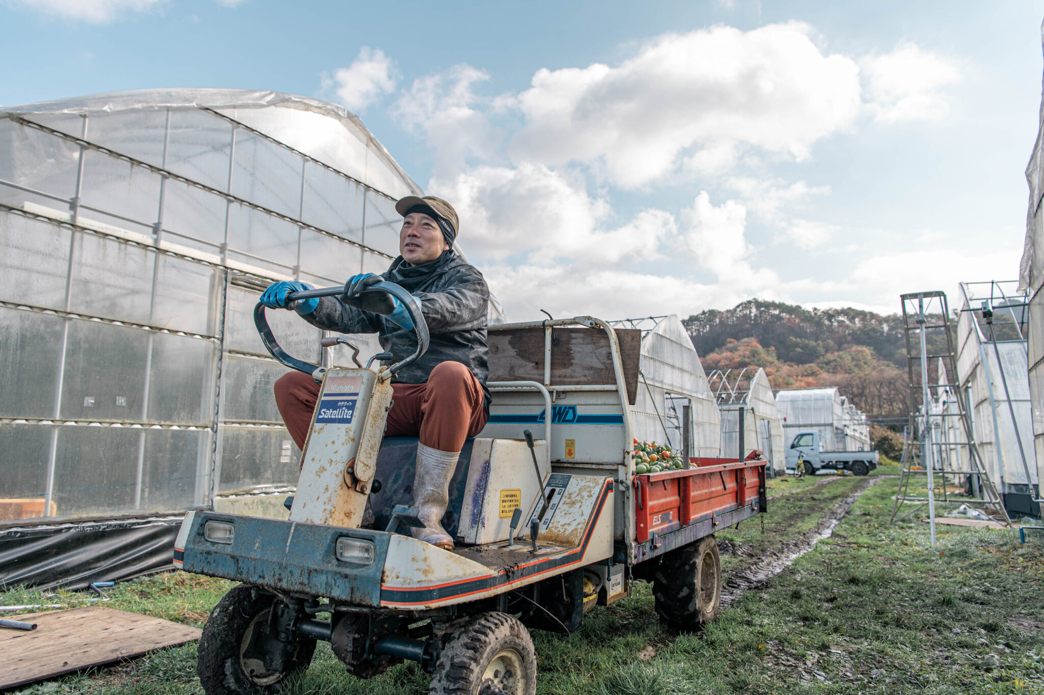 トマト栽培の様子